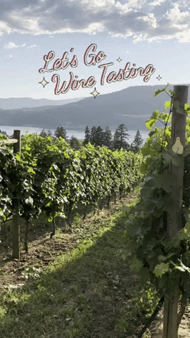 wine vineyard field